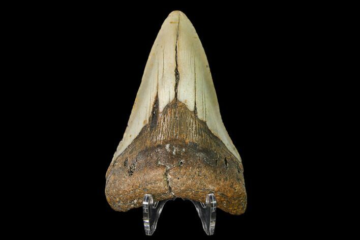 Fossil Megalodon Tooth - North Carolina #146983